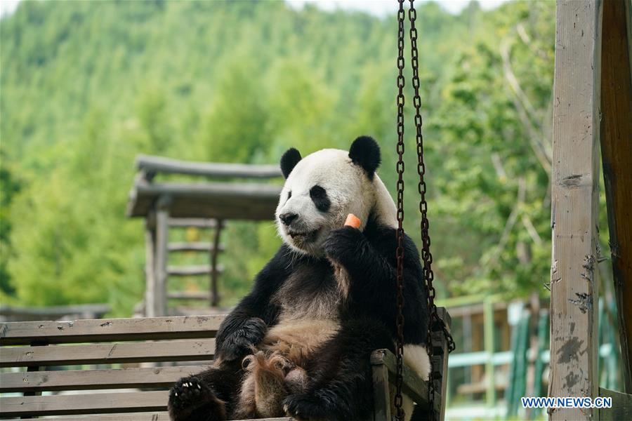 CHINA-HEILONGJIANG-GIANT PANDAS (CN)