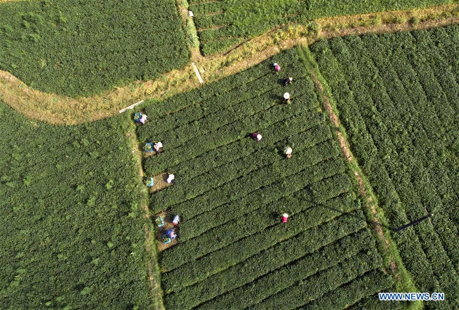 CHINA-ZHEJIANG-AGRICULTURE-HERB-ORIENTAL MOTHERWORT-HARVEST (CN)