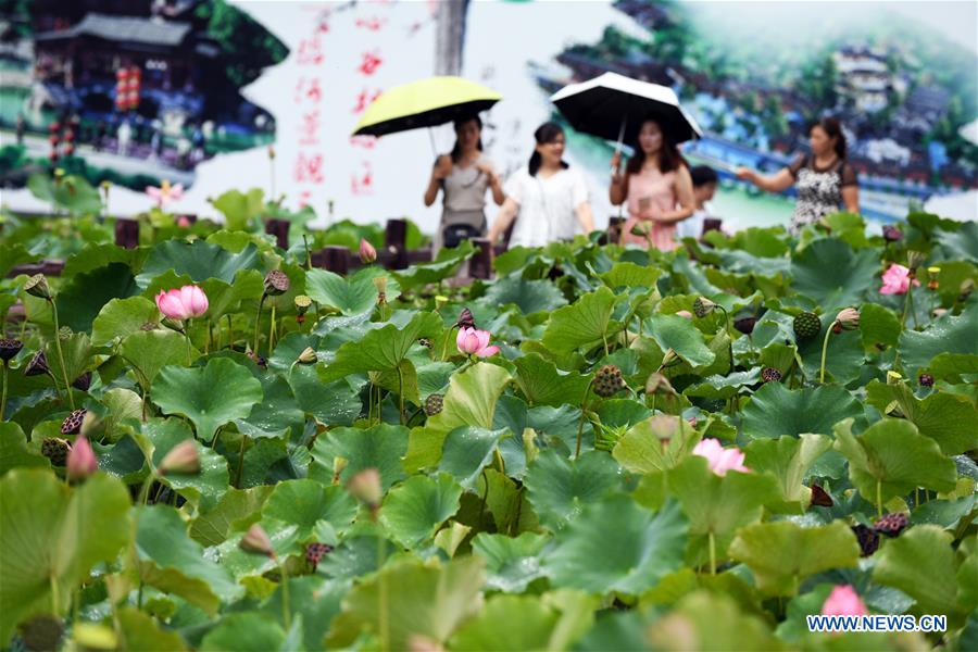 CHINA-GUIZHOU-LOTUS-TOURISM (CN)