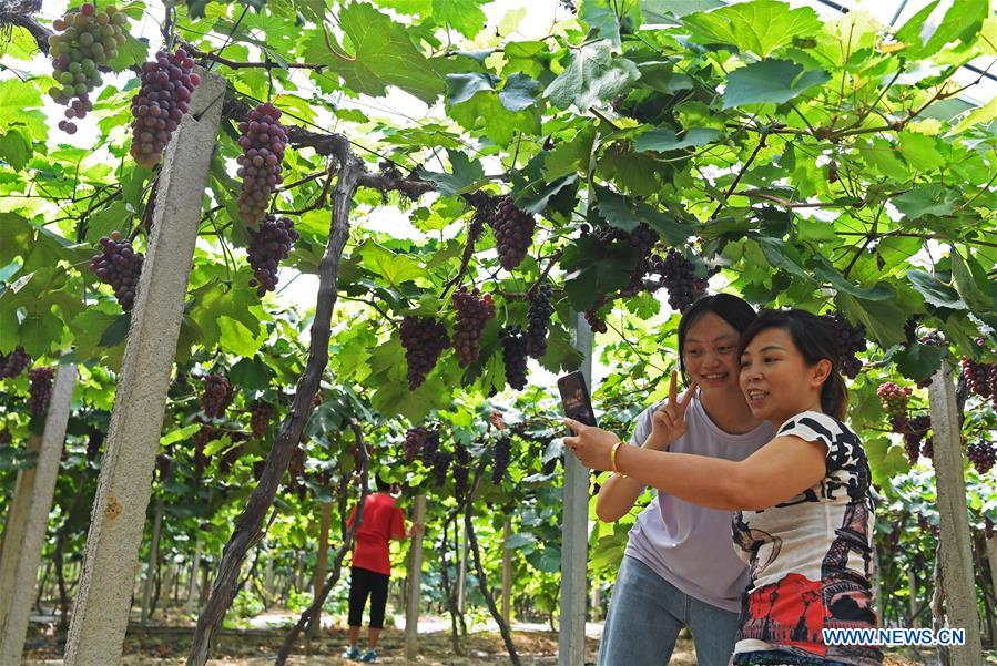 CHINA-JIANGXI-NANCHANG-GRAPES-HARVEST (CN)