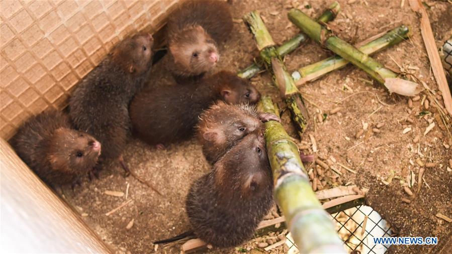 CHINA-GUANGXI-BAMBOO RAT-BREEDING(CN)