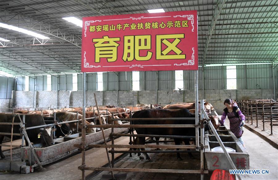 CHINA-GUANGXI-DU'AN-CATTLE RAISING (CN)