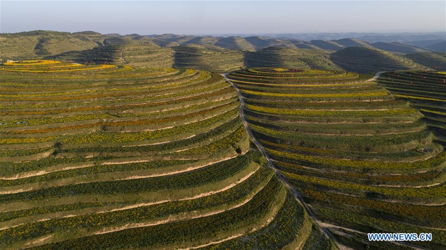 CHINA-NINGXIA-TERRACED FIELD (CN)