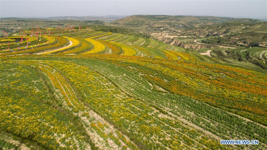 CHINA-NINGXIA-TERRACED FIELD (CN)