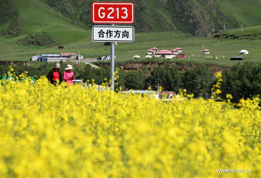 CHINA-GANSU-LUQU-RAPE FLOWER (CN)