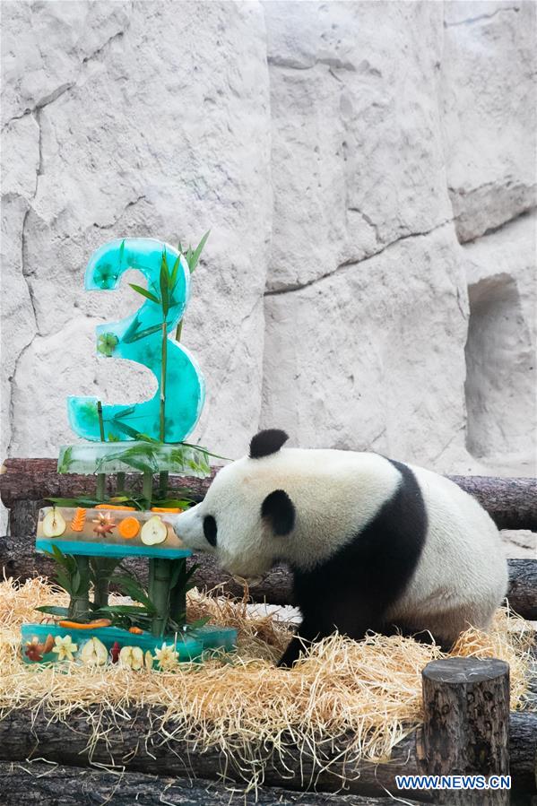 RUSSIA-MOSCOW-PANDAS-BIRTHDAY-CELEBRATIONS