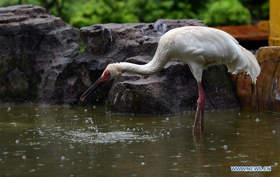 CHINA-JILIN-CHANGCHUN-ANIMALS-RAIN (CN)