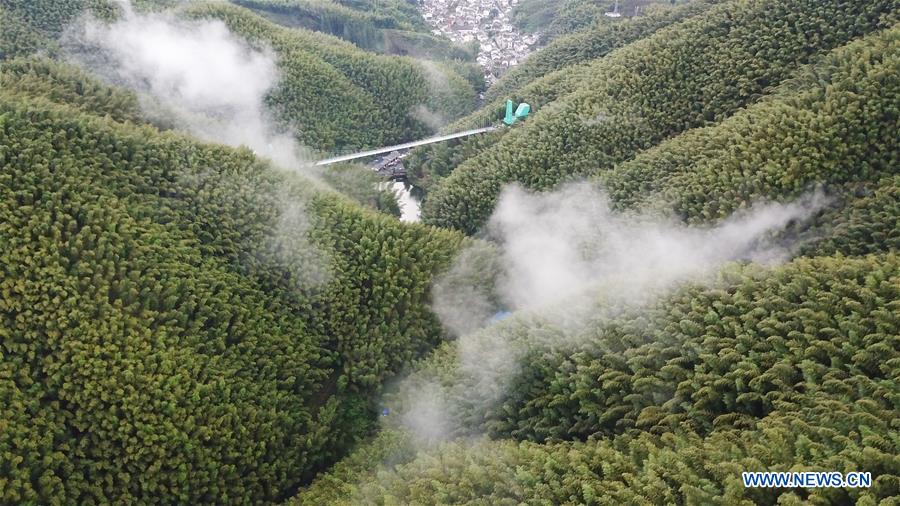 CHINA-ANHUI-BAMBOO FOREST-SCENERY (CN)