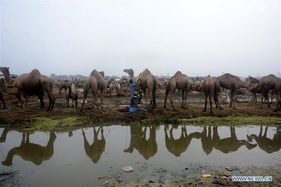 PAKISTAN-LAHORE-CAMELS