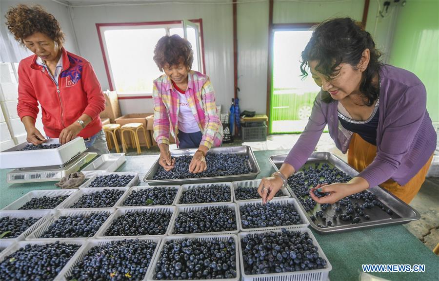 CHINA-HEILONGJIANG-BLUEBERRY-HARVEST (CN)