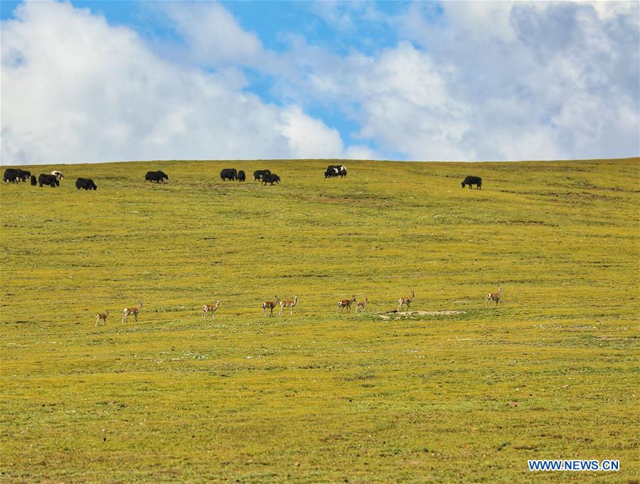 CHINA-QINGHAI-JIATANG GRASSLAND-NATURE-OBSERVING (CN)