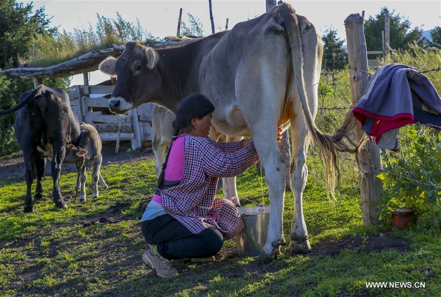 CHINA-XINJIANG-TEKES-KARADALA-LIFE (CN)