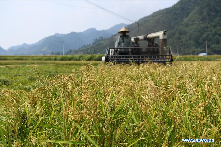 CHINA-GUIZHOU-CENGONG-HYBRID RICE SEED PRODUCTION (CN)