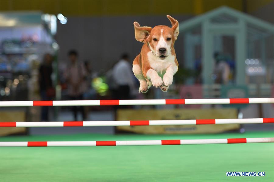 THAILAND-BANGKOK-PET EXPO