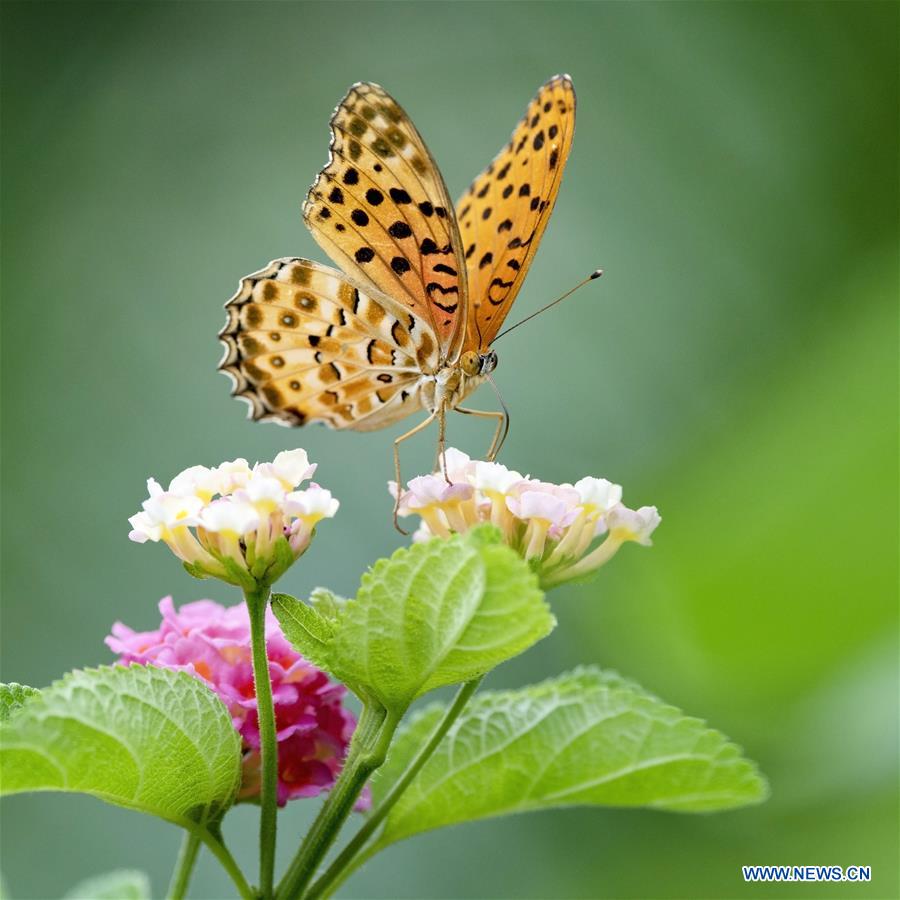 CHINA-FUJIAN-FUZHOU-FLOWER-BUTTERFLY (CN)