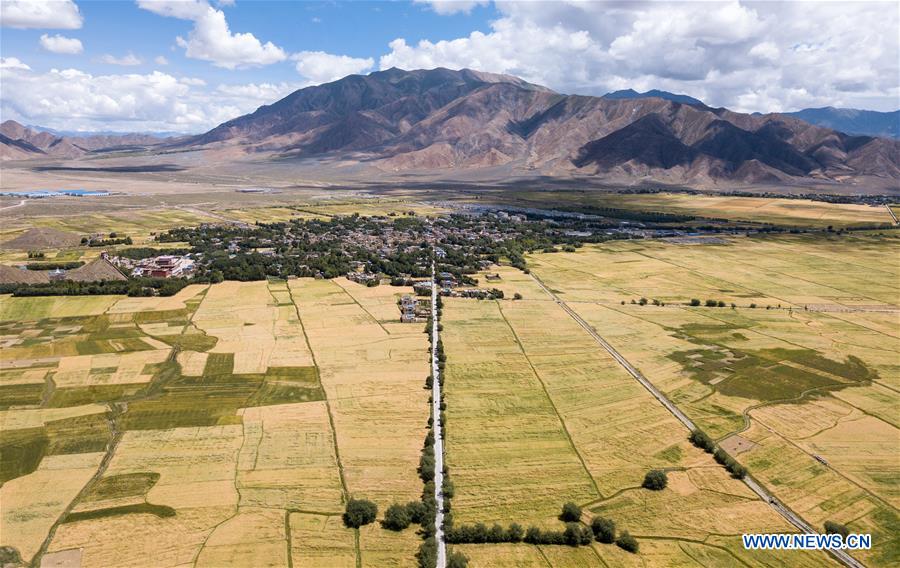 CHINA-TIBET-XIGAZE-HIGHLAND BARLEY-HARVEST (CN)