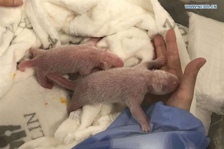 GERMANY-BERLIN-ZOO-NEW BORN PANDA