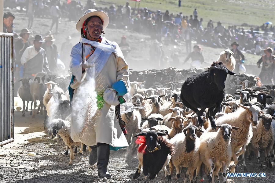 (InTibet)CHINA-TIBET-XIGAZE-SHEEP SHOW (CN)