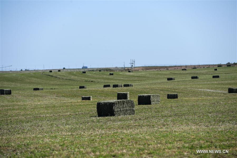 CHINA-INNER MONGOLIA-AR HORQIN-ALFALFA PASTURE (CN)