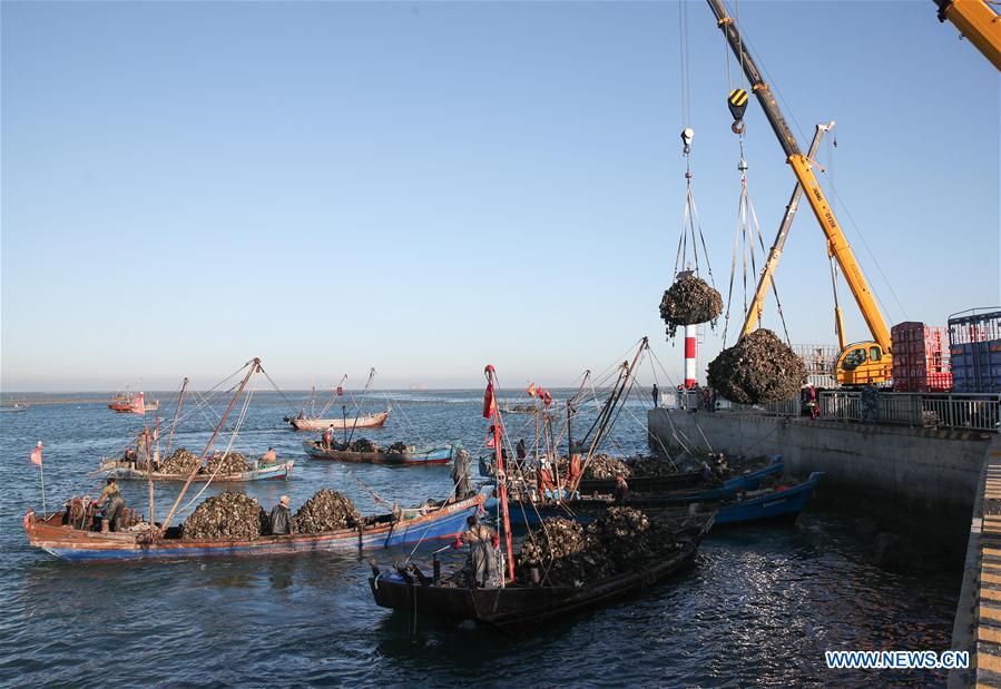 CHINA-LIAONING-DALIAN-OYSTER-HARVEST (CN)