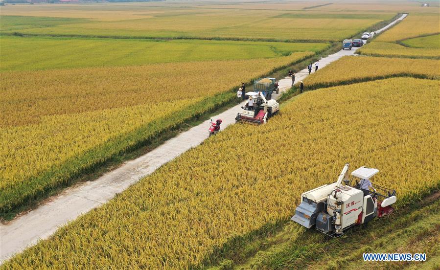 CHINA-JIANGXI-NANCHANG-HARVEST (CN)