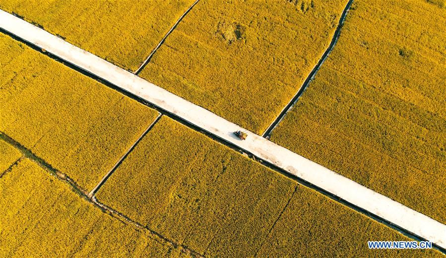 CHINA-HEBEI-HANDAN-RICE-HARVEST (CN)