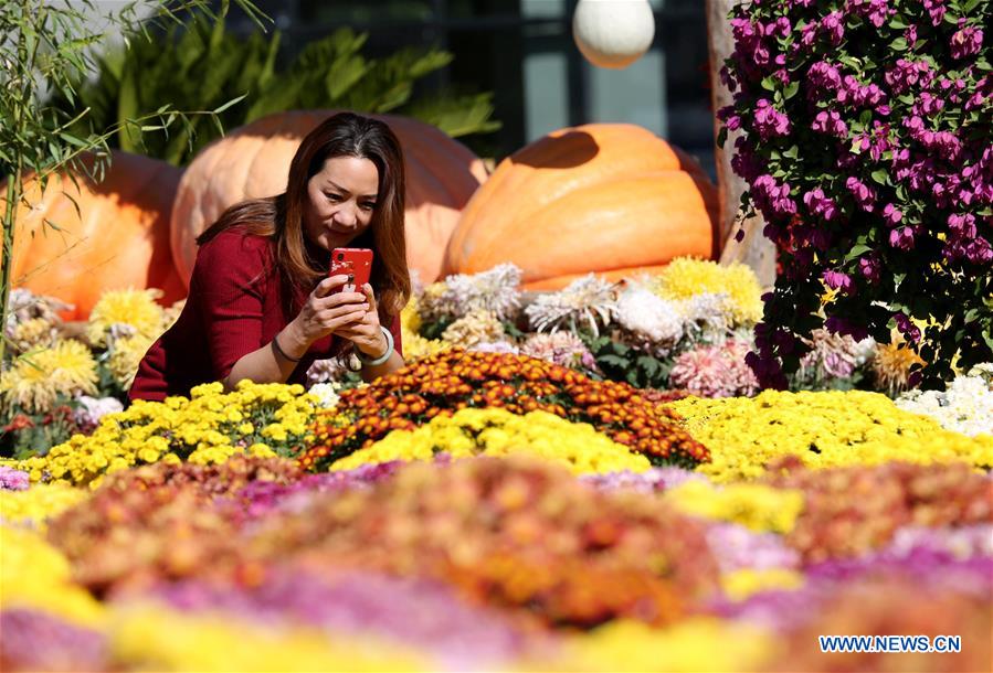 CHINA-HEBEI-CHRYSANTHEMUM EXHIBITION (CN)