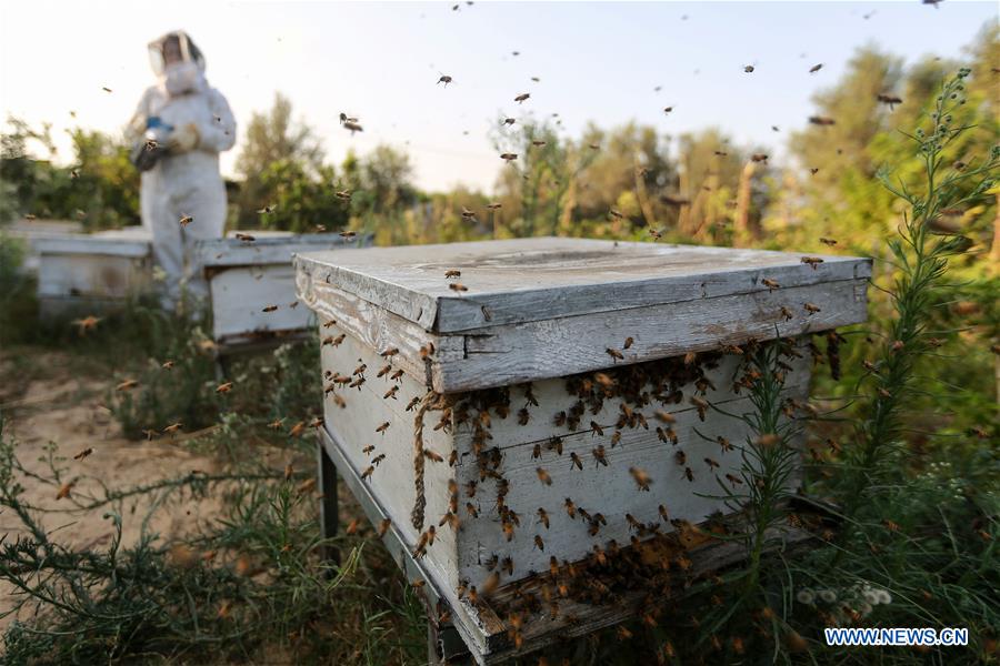 MIDEAST-GAZA-BEEKEEPER