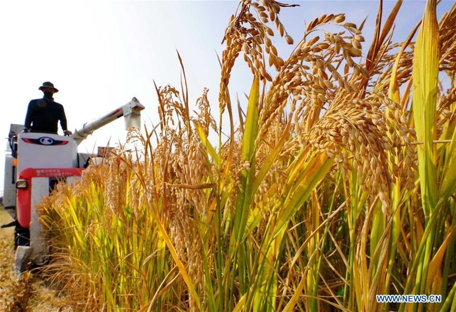 CHINA-HEBEI-RICE-HARVEST (CN)