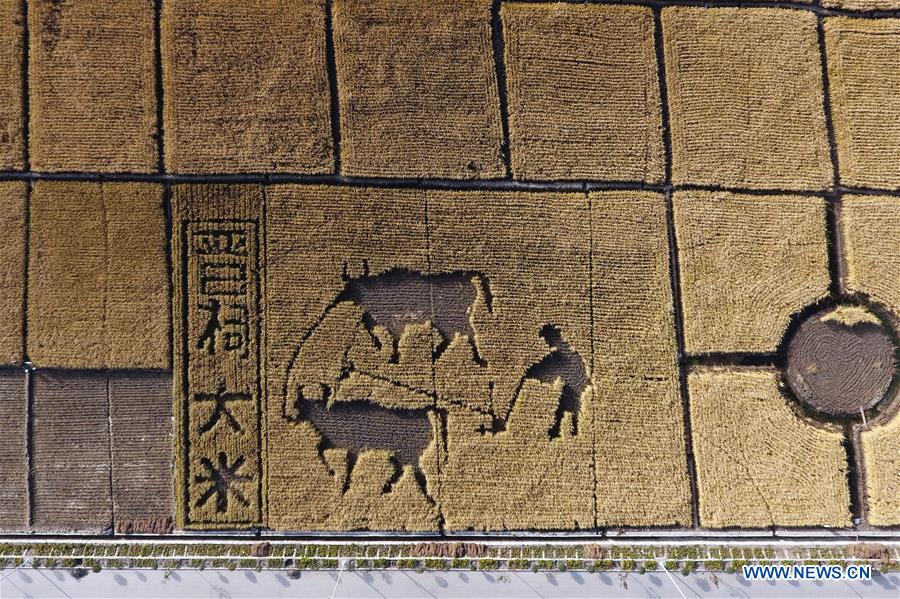 CHINA-SHANXI-TAIYUAN-PADDY FIELD-HARVEST (CN)