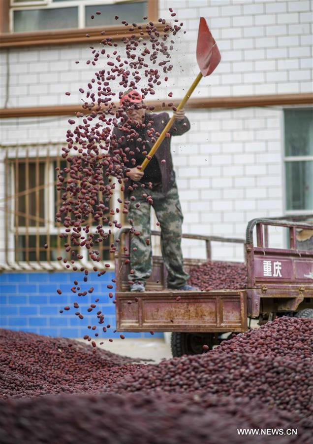 CHINA-XINJIANG-RUOQIANG-RED JUJUBE-HARVEST (CN)