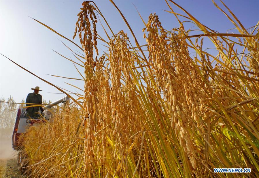 CHINA-HEBEI-RICE-HARVEST (CN)