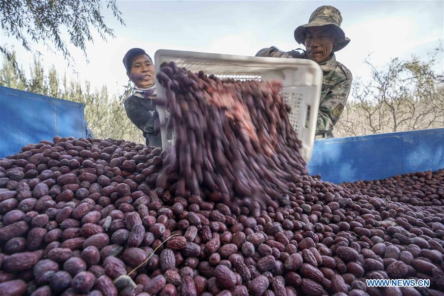 CHINA-XINJIANG-RUOQIANG-RED JUJUBE-HARVEST (CN)