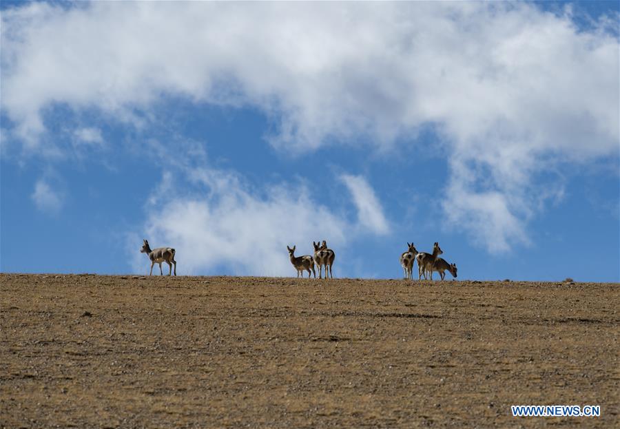 XINHUA PHOTOS OF THE DAY