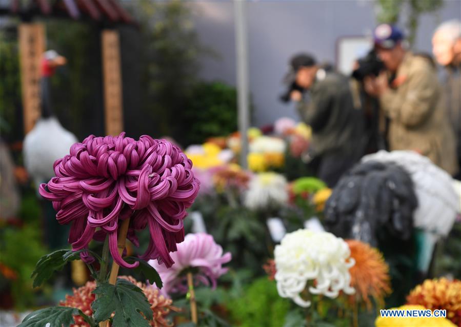 CHINA-BEIJING-CHRYSANTHEMUM-EXHIBITION (CN)