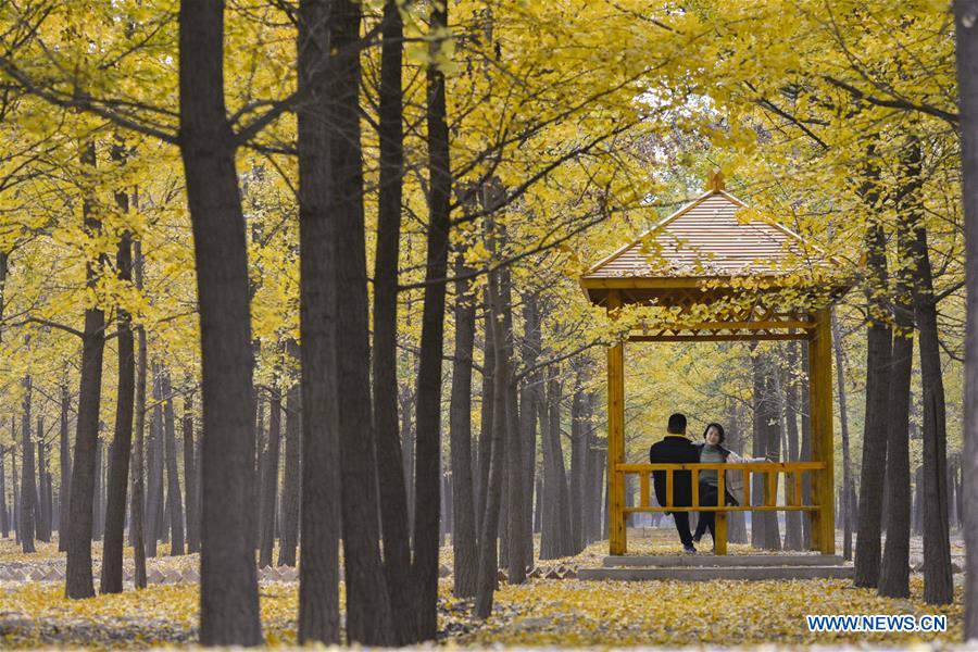 CHINA-HEBEI-HANDAN-AUTUMN SCENERY-GINKGO (CN)