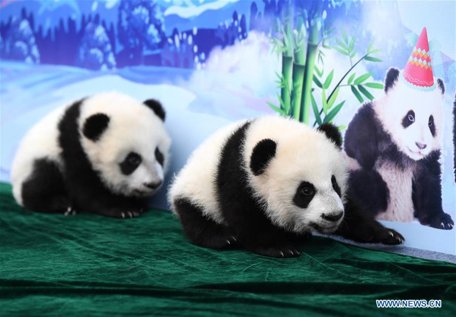 CHINA-SHAANXI-GIANT PANDA-FIRST APPEARANCE (CN)