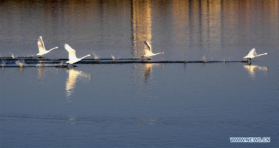 CHINA-HENAN-SANMENXIA-WHITE SWANS (CN)