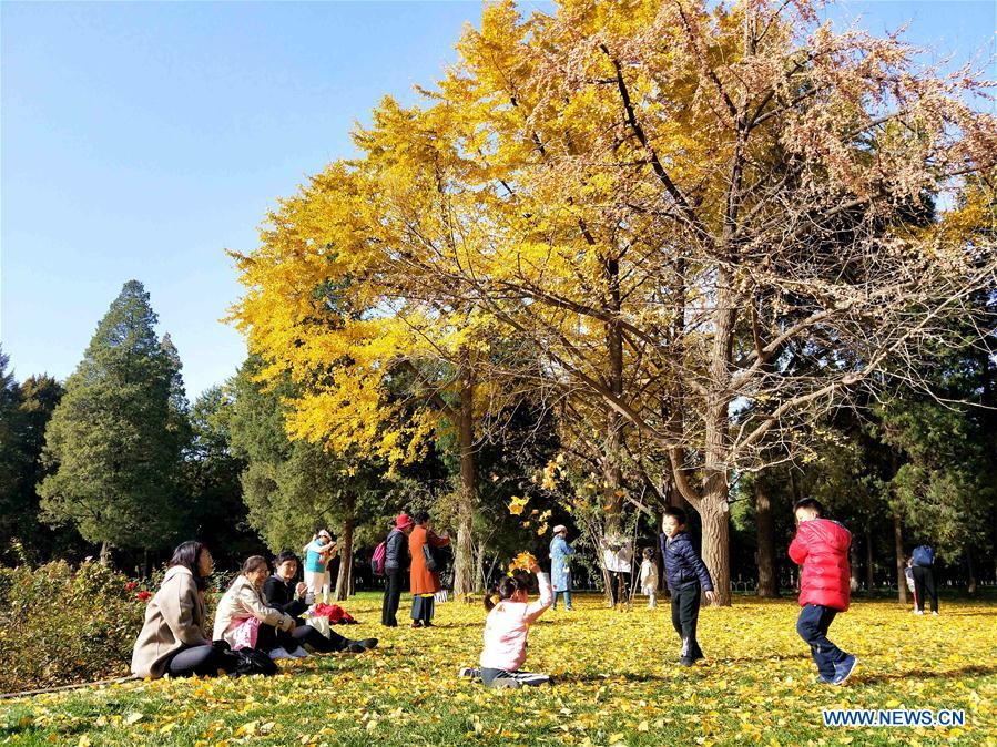 (BeijingCandid)CHINA-BEIJING-AUTUMN (CN)