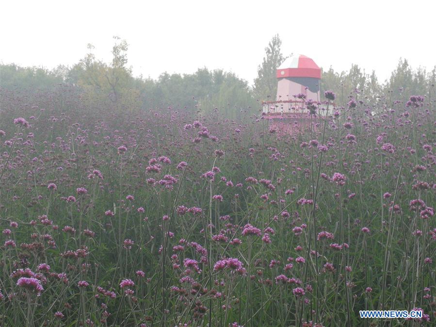 (BeijingCandid)CHINA-BEIJING-AUTUMN (CN)