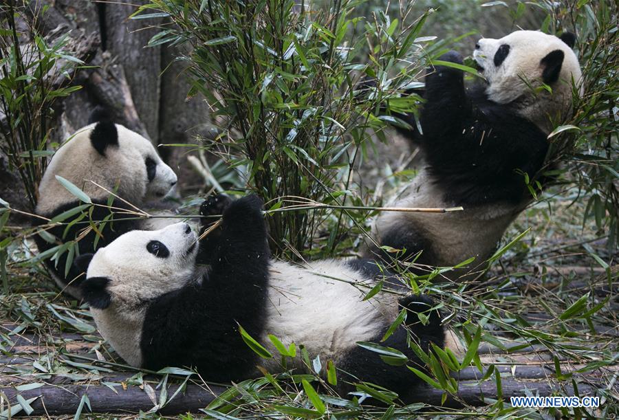 CHINA-CHENGDU-GIANT PANDA (CN)