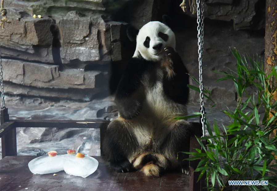 CHINA-JINAN-GIANT PANDA-SUMMER (CN)