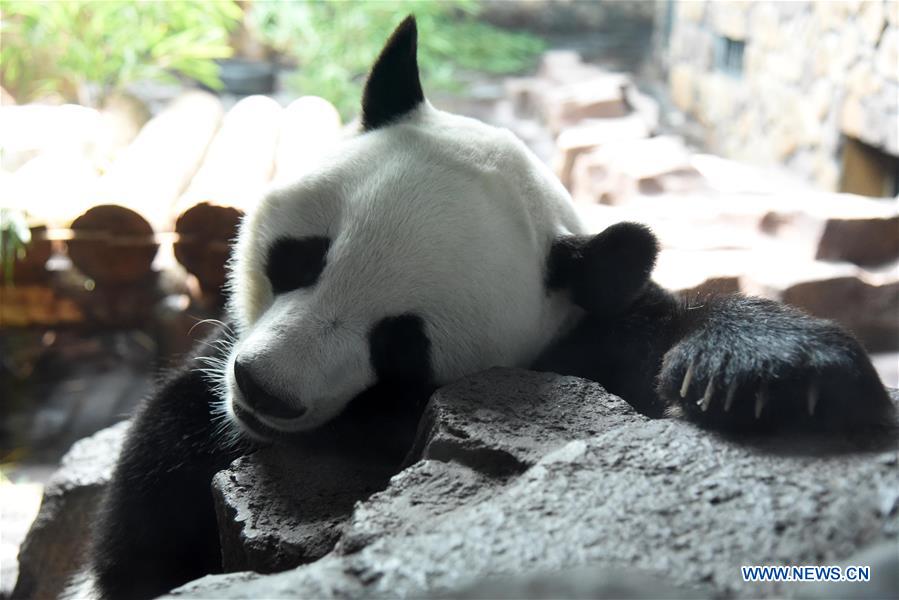 CHINA-JINAN-GIANT PANDA-SUMMER (CN)