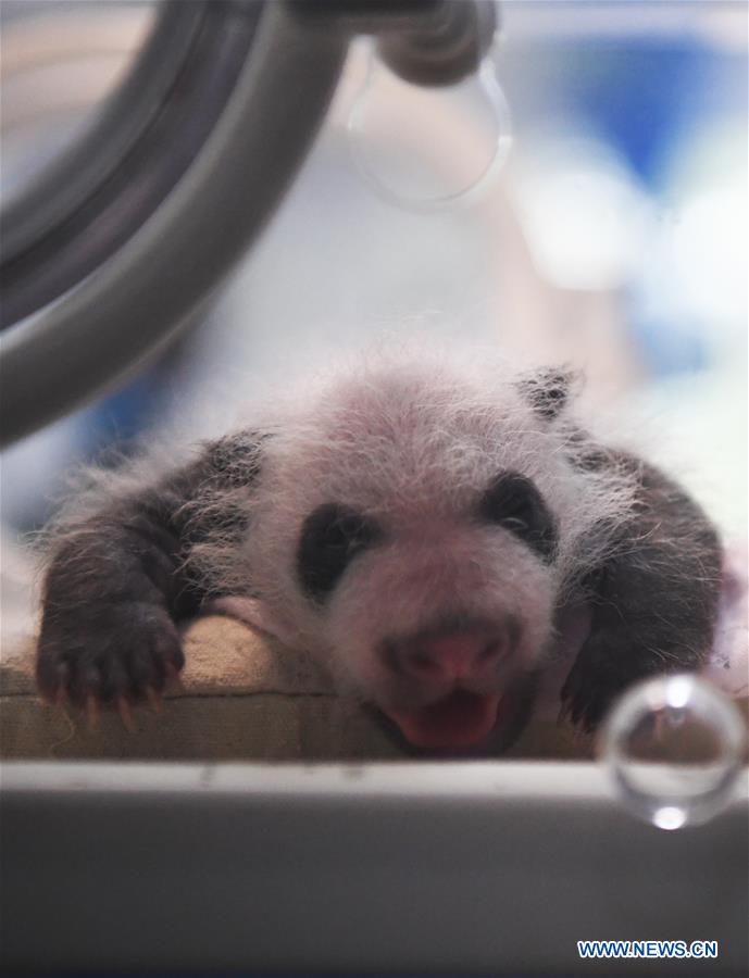 CHINA-CHONGQING-PANDA CUBS (CN)