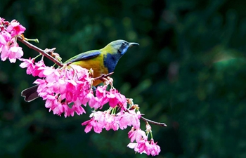 Leafbird gathers honey from cherry flowers in Fuzhou, China's Fujian