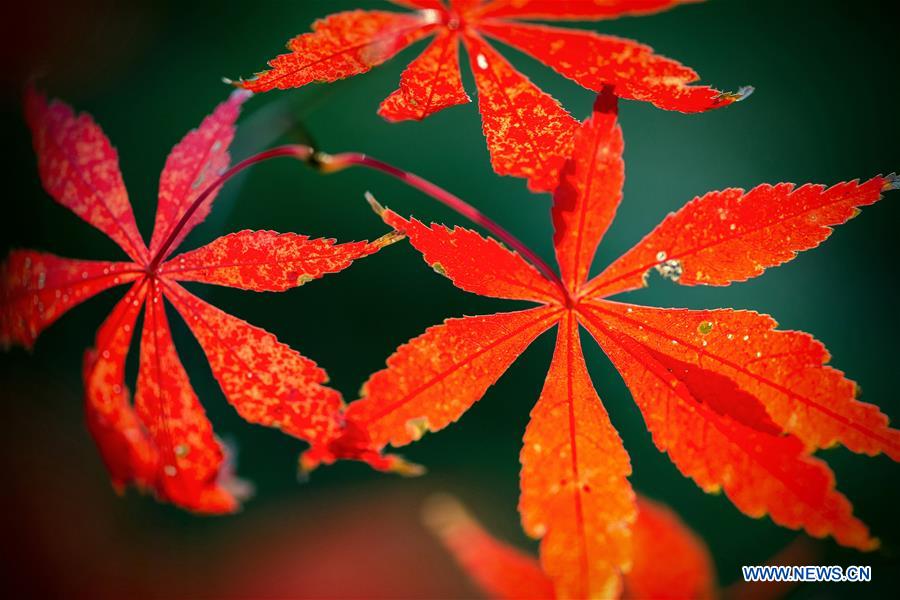 #CHINA-NANJING-MAPLE LEAVES (CN)