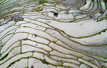 Farmers working in Longji terraced fields in south China's Guangxi