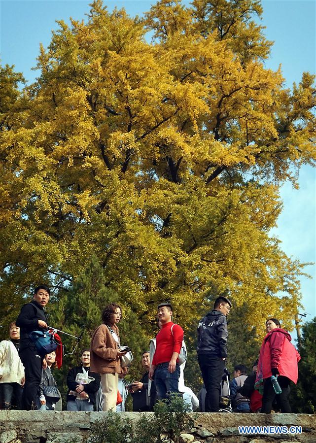 CHINA-HENAN-VILLAGE-AUTUMN SCENERY (CN)