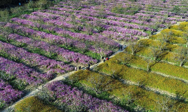 Tourists visit garden of cosmoses in China's Jiangsu