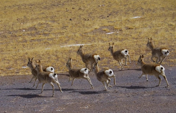 In pics: wild animals in Changtang National Natural Reserve, China's Tibet